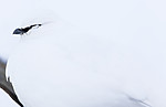 KA_180305_130 / Lagopus muta hyperborea / Svalbardrype
