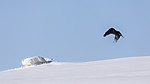 KA_180412_441 / Corvus corax / Ravn <br /> Vulpes lagopus / Fjellrev