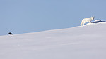 KA_180412_457 / Corvus corax / Ravn <br /> Vulpes lagopus / Fjellrev