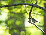KA_180526_7 / Ficedula parva / Dvergfluesnapper