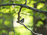 KA_180526_8 / Ficedula parva / Dvergfluesnapper