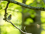KA_180526_9 / Ficedula parva / Dvergfluesnapper