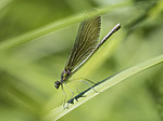 KA_180616_71 / Calopteryx virgo / Blåvingevannymfe