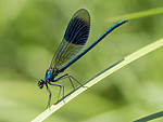 KA_180616_92 / Calopteryx splendens / Blåbånd-vannymfe