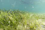 KA_180727_16 / Zostera marina / ålegras <br /> Zostera marina