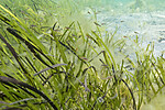 KA_180727_18 / Zostera marina / ålegras <br /> Zostera marina