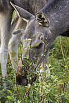 KA_180814_103 / Alces alces / Elg