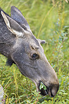 KA_180814_108 / Alces alces / Elg