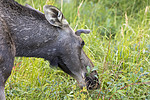 KA_180814_110 / Alces alces / Elg