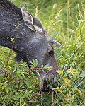 KA_180814_111 / Alces alces / Elg