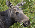 KA_180814_85 / Alces alces / Elg