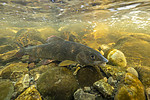 KA_190515_21 / Thymallus thymallus / Harr