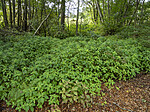 KA_190903_47 / Impatiens parviflora / Mongolspringfrø