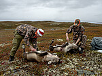 KA_190914_8 / Rangifer tarandus / Rein