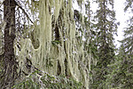 KA_190923_100 / Usnea longissima / Huldrestry