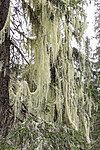 KA_190923_101 / Usnea longissima / Huldrestry