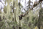 KA_190923_102 / Usnea longissima / Huldrestry