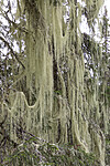KA_190923_109 / Usnea longissima / Huldrestry