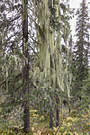 KA_190923_111 / Usnea longissima / Huldrestry