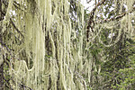 KA_190923_117 / Usnea longissima / Huldrestry