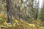 KA_190923_119 / Usnea longissima / Huldrestry