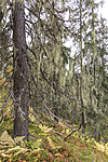 KA_190923_124 / Usnea longissima / Huldrestry