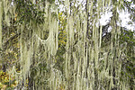 KA_190923_155 / Usnea longissima / Huldrestry