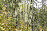 KA_190923_157 / Usnea longissima / Huldrestry