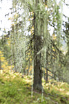 KA_190923_159 / Usnea longissima / Huldrestry