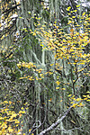 KA_190923_162 / Usnea longissima / Huldrestry