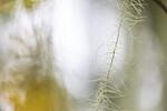 KA_190923_174 / Usnea longissima / Huldrestry