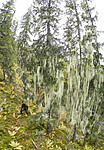 KA_190923_p149-152 / Usnea longissima / Huldrestry