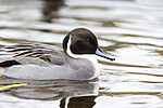 KA_191103_11 / Anas acuta / Stjertand