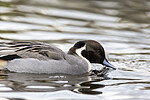 KA_191103_12 / Anas acuta / Stjertand