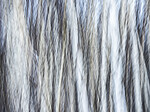 KA_191127_188 / Betula pubescens / Bjørk