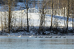 KA_191129_36 / Branta canadensis / Kanadagås <br /> Cygnus cygnus / Sangsvane