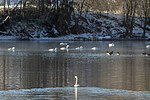 KA_191129_42 / Branta canadensis / Kanadagås <br /> Cygnus cygnus / Sangsvane