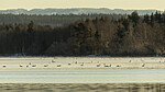KA_191129_43 / Branta canadensis / Kanadagås <br /> Cygnus cygnus / Sangsvane
