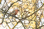 KA_191230_4 / Pinicola enucleator / Konglebit