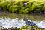 KA_200731_230 / Lagopus muta / Fjellrype