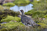KA_200731_235 / Lagopus muta / Fjellrype