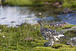 KA_200731_239 / Lagopus muta / Fjellrype