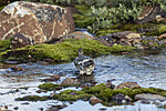 KA_200731_241 / Lagopus muta / Fjellrype