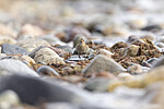 KA_200920_15 / Calidris alpina / Myrsnipe