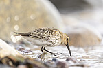 KA_200920_35 / Calidris alpina / Myrsnipe