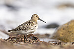 KA_200920_47 / Calidris alpina / Myrsnipe