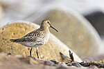 KA_200920_54 / Calidris alpina / Myrsnipe