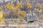 KA_200927_46 / Alces alces / Elg