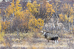 KA_200927_47 / Alces alces / Elg