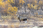 KA_200927_49 / Alces alces / Elg